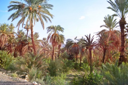 Palmeraie, vallée du Draa.