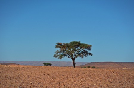 Sahara.