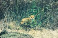 /album/nature-/renard-jpg/